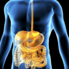 What Is Gut Health? And Why It Matters More Than You Think