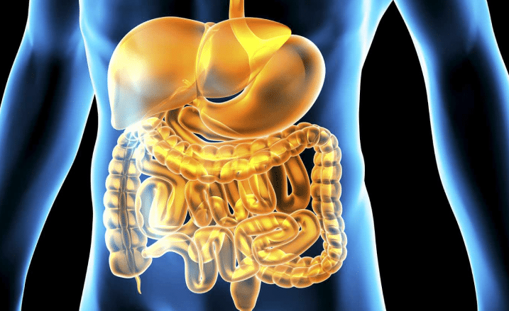 What Is Gut Health? And Why It Matters More Than You Think