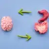 The Gut–Brain Axis: What It Is and How to Support It