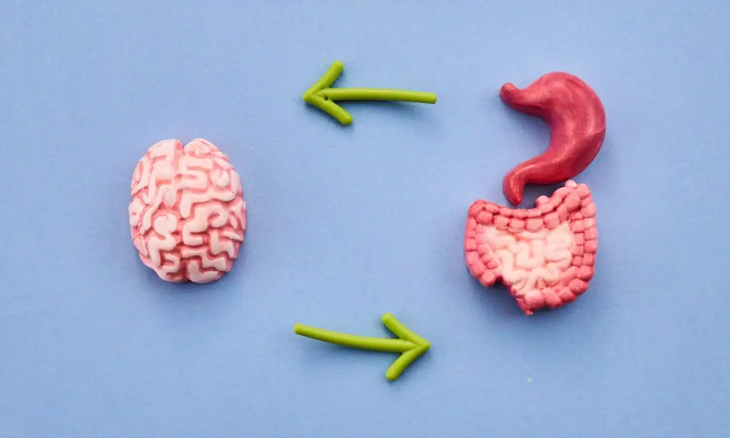 The Gut–Brain Axis: What It Is and How to Support It