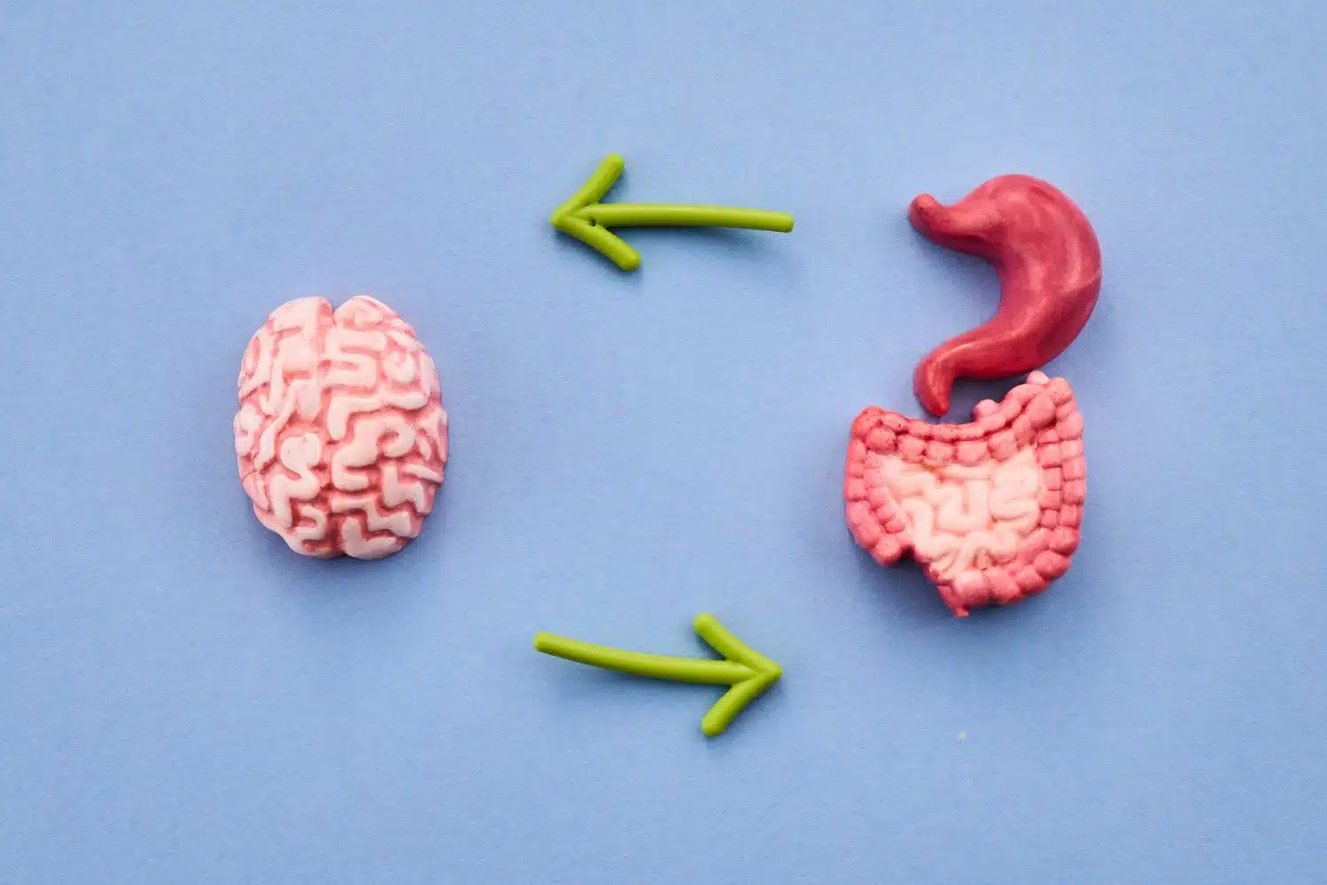 The Gut–Brain Axis: What It Is and How to Support It